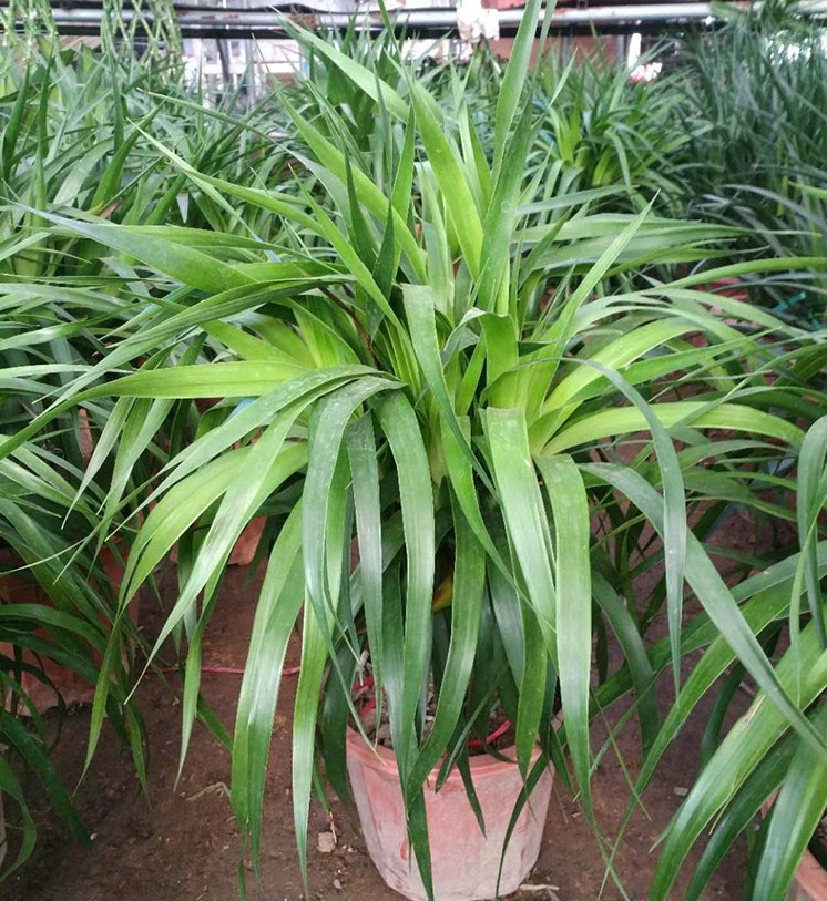 龙须树多头龙血树铁树苗盆栽大型客厅室内四季常青绿植物花卉盆景