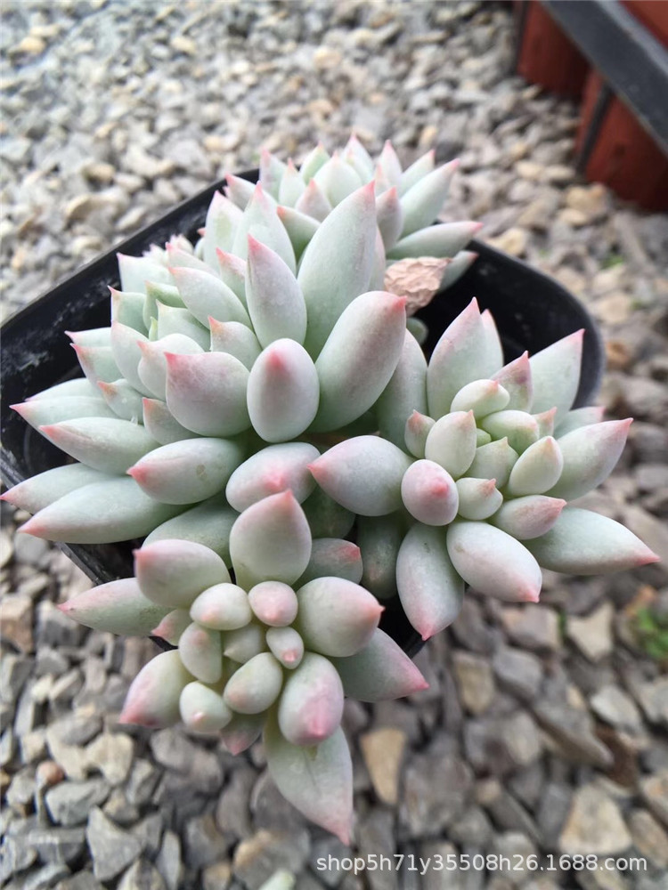 1112大棚批发多肉植物盆栽 明珠群4头起品相实拍多肉品种裸根发