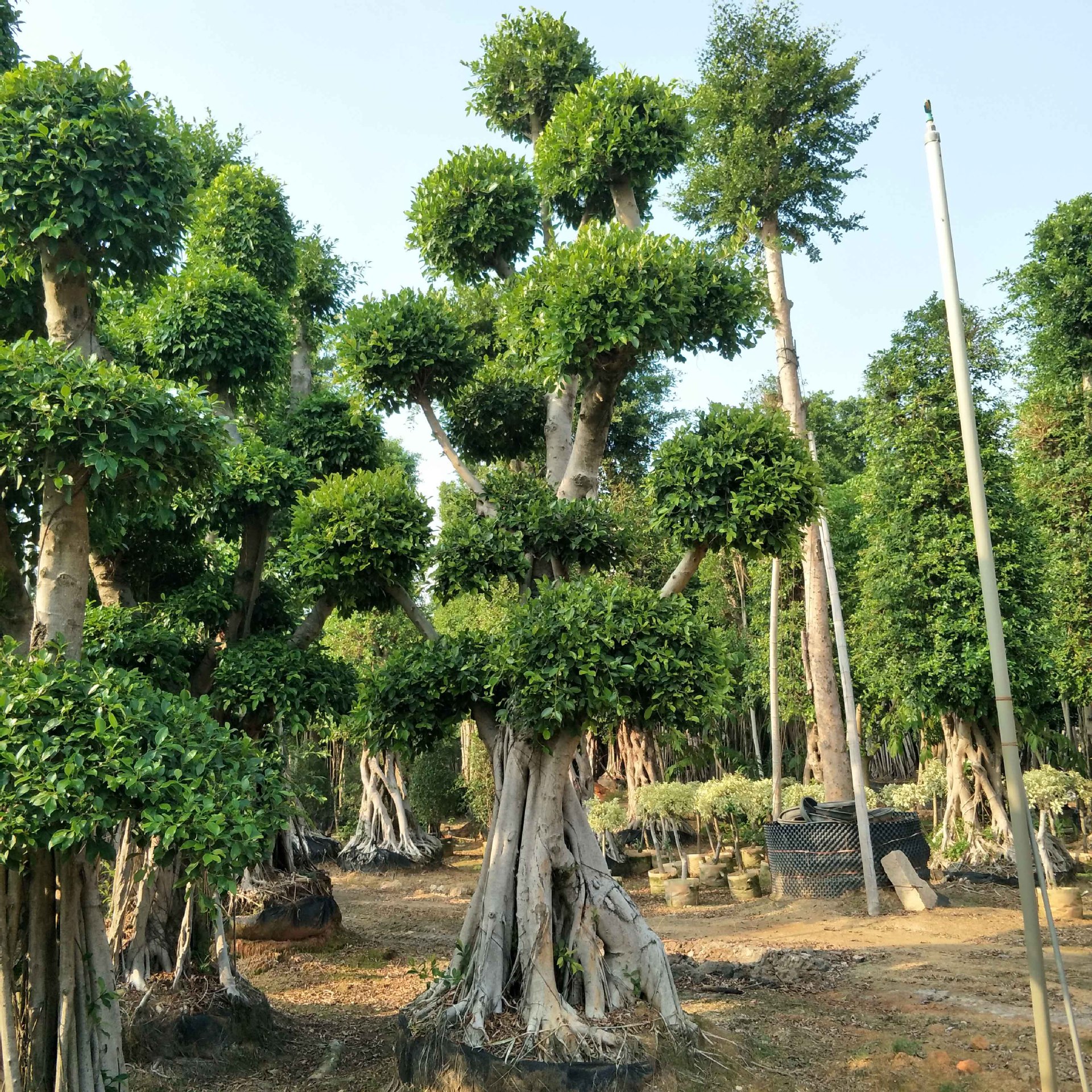 小叶榕桩头-漳州造型孔雀提根榕树桩头-金钱榕树桩头-造型泰国榕树桩