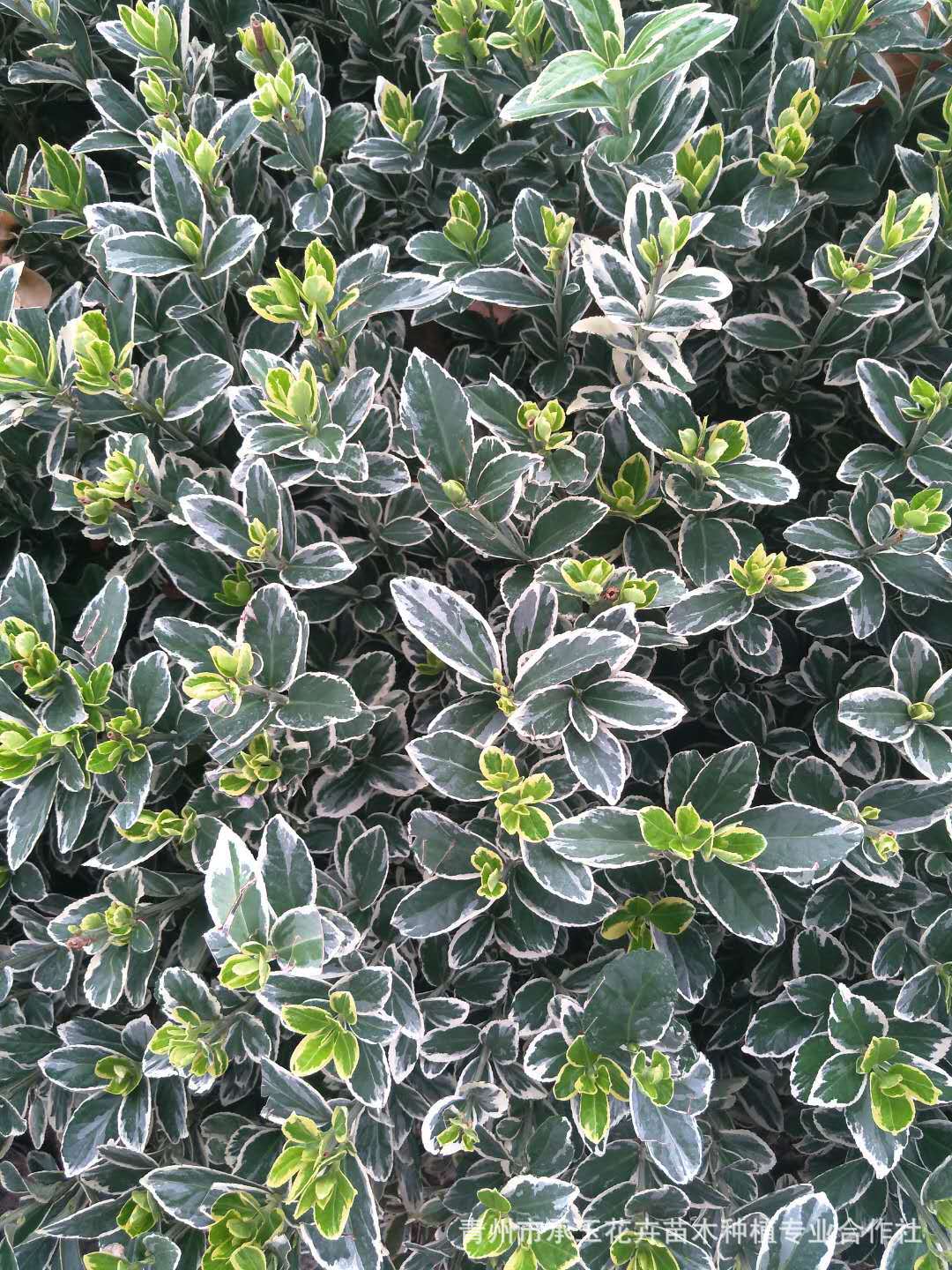 金边黄杨绿化苗木工程耐阴耐旱阳台庭院四季观赏花卉景观花卉