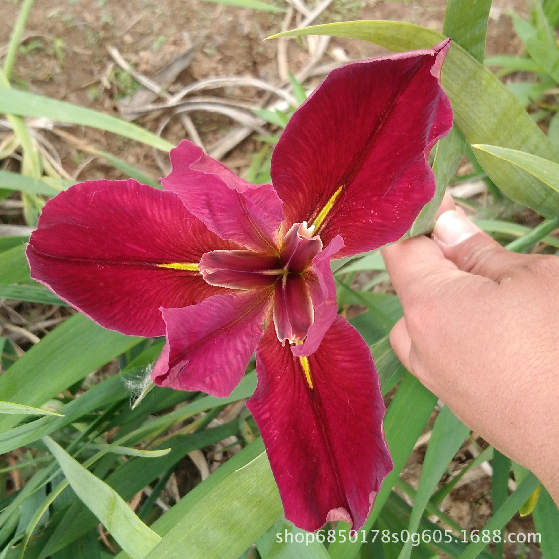 路易斯安娜鸢尾直销 产地批发价格 人工湿地多年水生植物观赏花卉