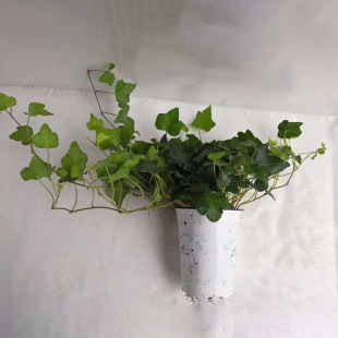 优惠批发常青藤小盆栽微盆景办公室花卉盆栽防辐射盆栽