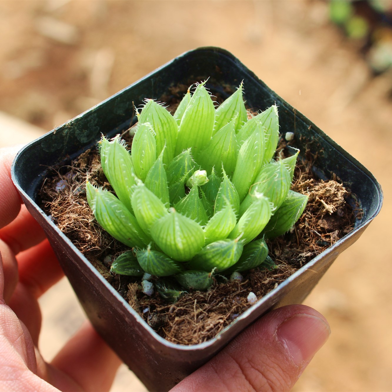 zx多肉植物批发组合盆栽绿植一整箱带盆带土种好发货摆地摊