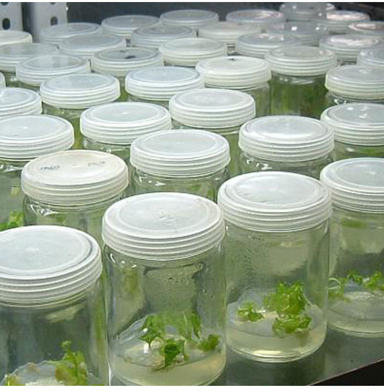 厂家批发育苗瓶组培瓶耐高温菌丝培养玻璃瓶菌种玻璃瓶透气盖刻度