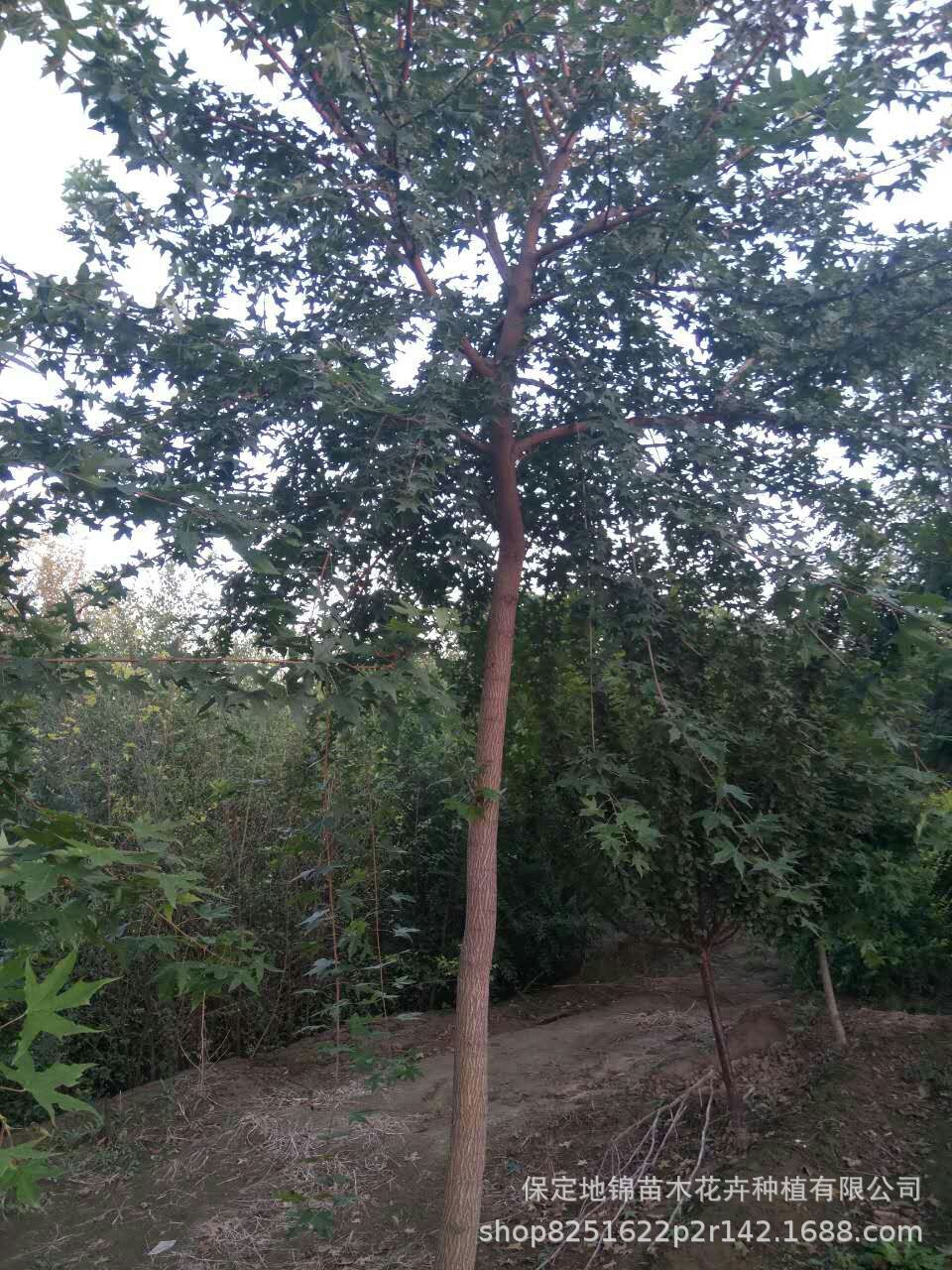 苗圃批发彩叶苗木元宝枫小苗丛生元宝枫212公分冠幅大价格低