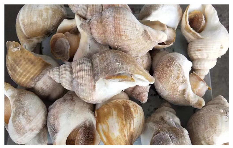 英国进口白螺10kg/件 冷冻翡翠螺 海鲜水产食材