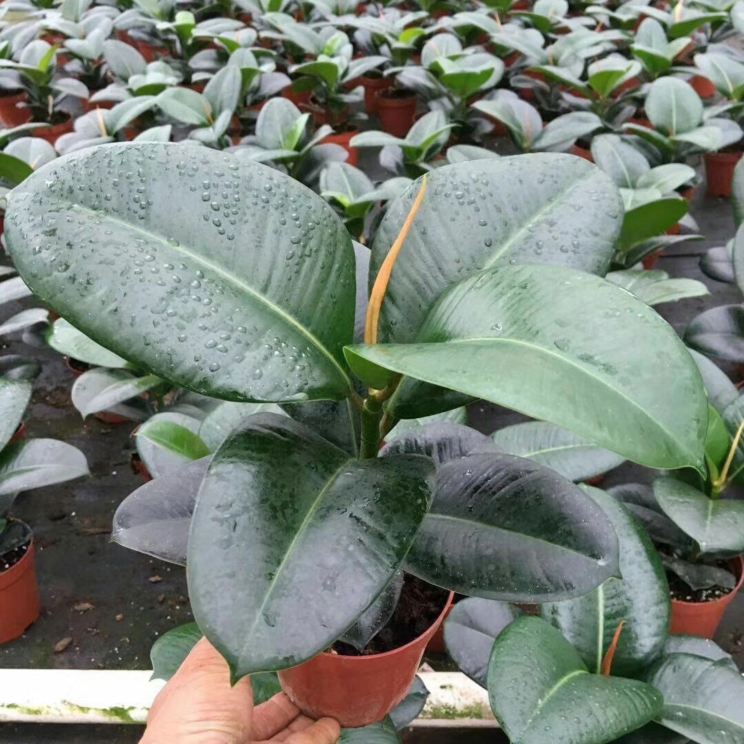 基地直供观叶植物小盆栽四季常绿净化空气绿植120美国榕