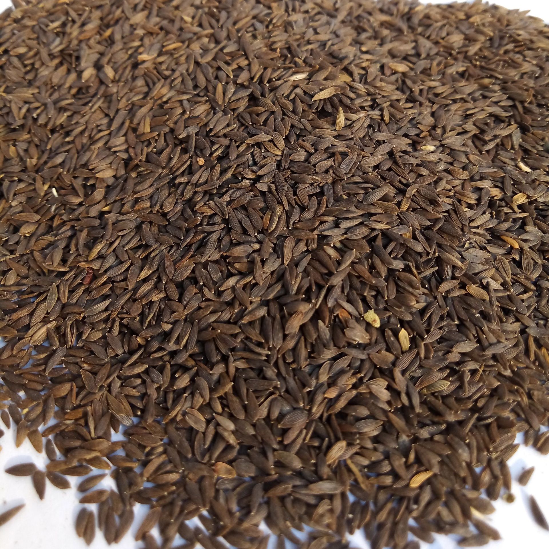 熟黑生菜籽 粉 低温烘焙菜籽原料 药食同堂 销售 批发