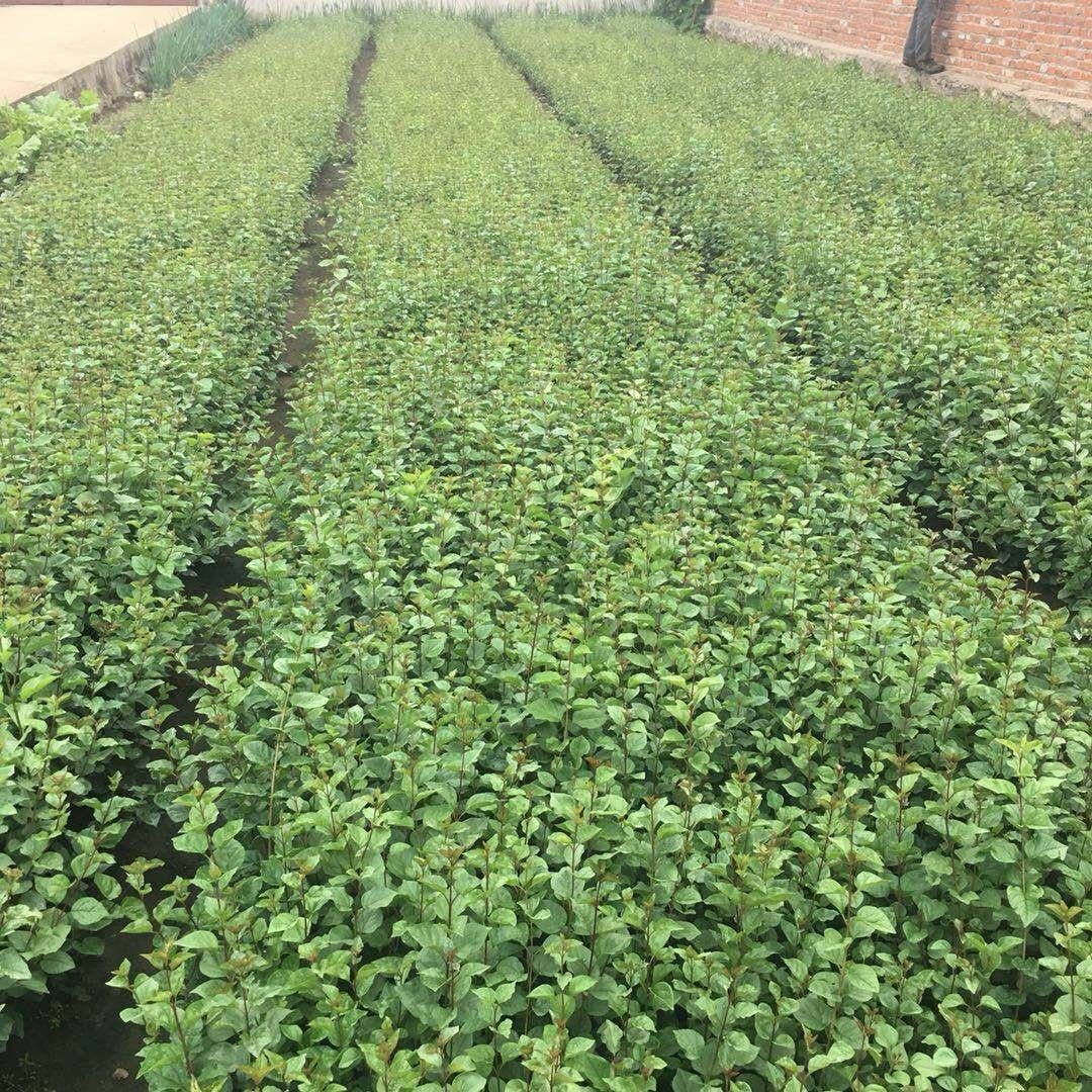 辽宁联众苗圃批发播种四季丁香小苗丛生小叶丁香耐寒绿篱灌木