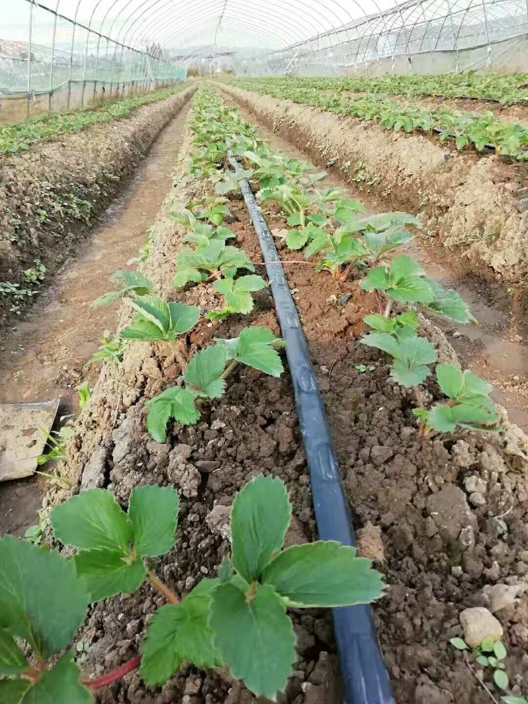 厂家生产定制 贴片式滴灌带农业节水灌溉用管批发 贴片式滴灌带