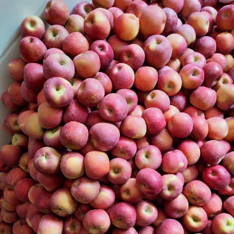 云之萌萌果云南马龙高原新鲜水果甜脆苹果   新鲜甜脆苹果小苹果