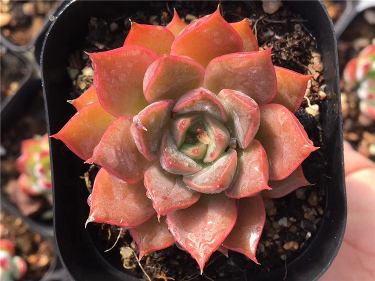 010大棚特价多肉植物批发 罗旺裸根发品相美盆6.5cm单双多肉品种