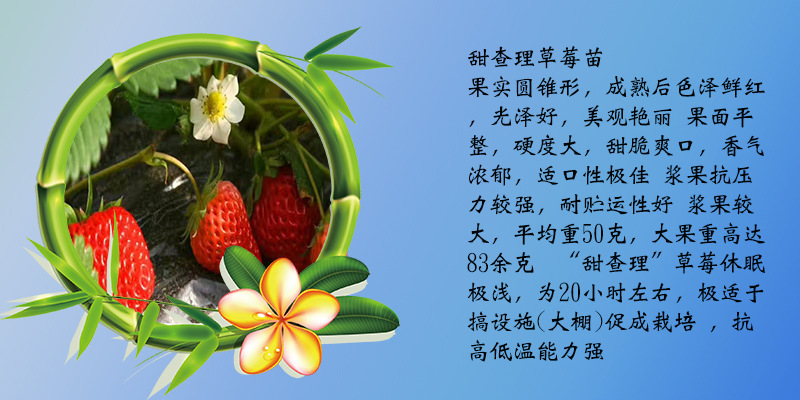 丰香草莓苗批发价格 美国13号草莓苗大量出售 草莓苗根系发达