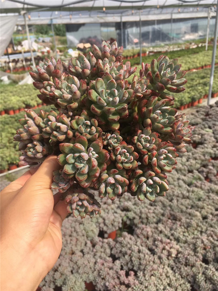 966多肉植物盆栽基地批发紫梦大群老桩品相实拍图多肉品种裸根发