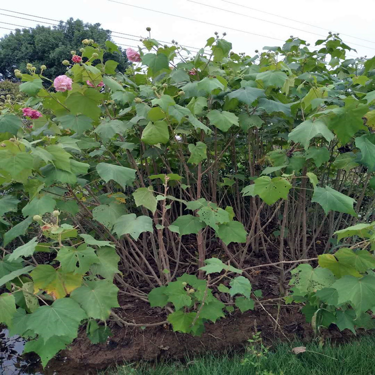 批发丛生木芙蓉高度2米冠幅15米以上木芙蓉树苗厂家价格实惠