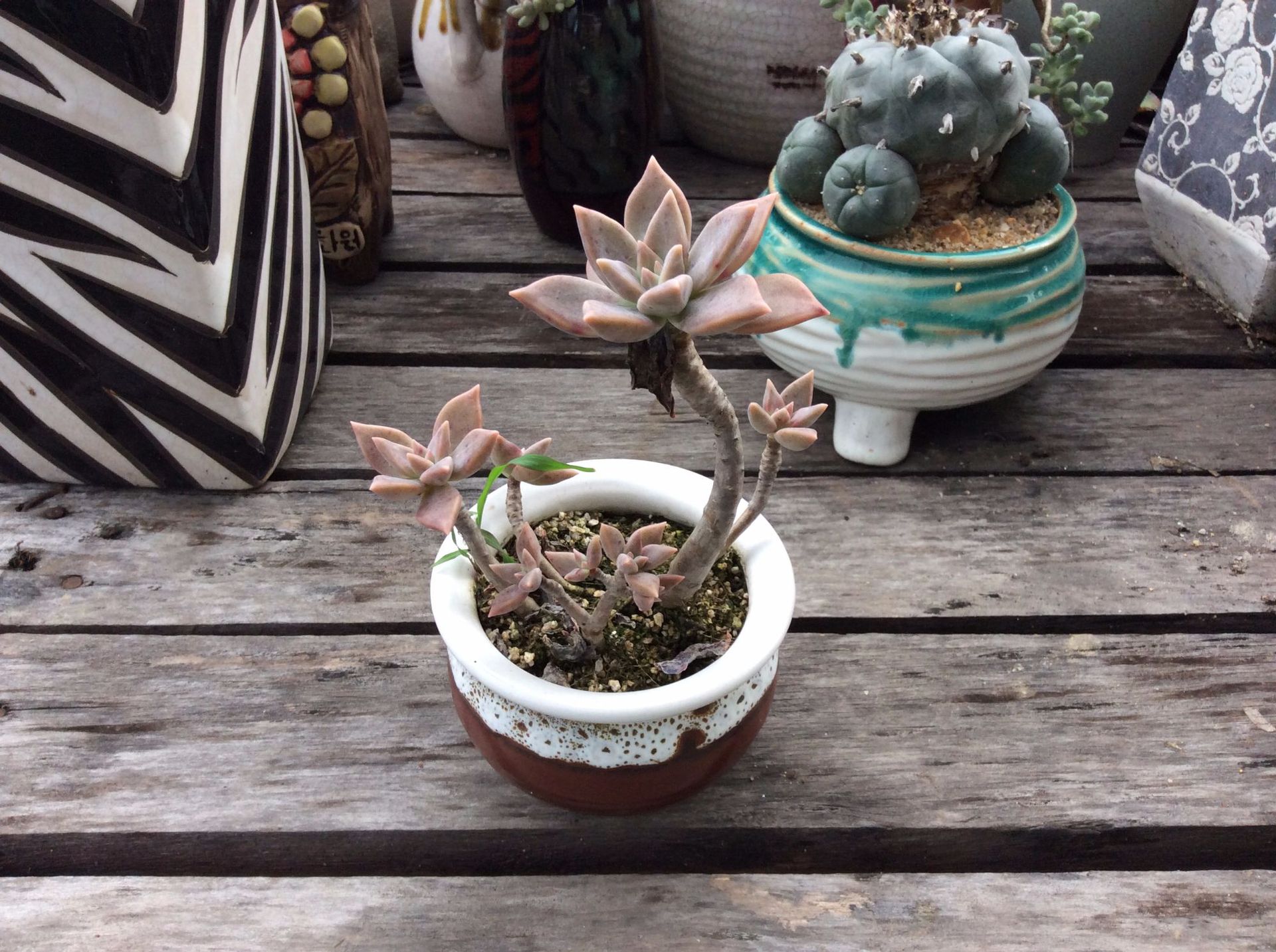 批发优惠价老桩多肉姬玉露零售批发