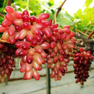 嫁接果树苗新品种玲珑指葡萄苗早熟葡萄树苗南方北方种植量大优惠