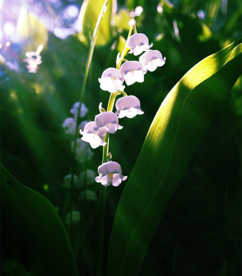 铃兰种球批发家庭园艺种球花卉绿化室内外桌面盆栽四季大量供应