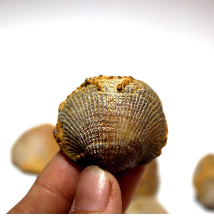 无洞贝壳化石原石古生物化石头教学标本海螺化石腕足动物化石