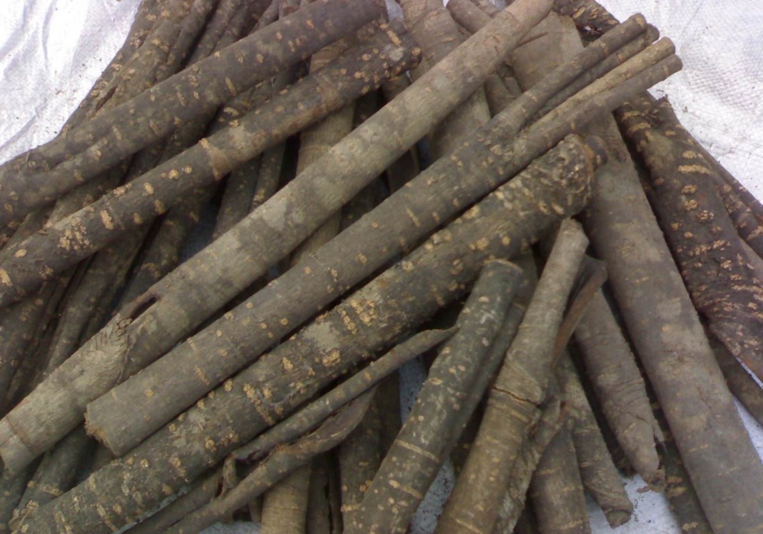 厚朴提取物 10:1 喷雾干燥 厂家保质保量批发厚朴提取物 量大从优