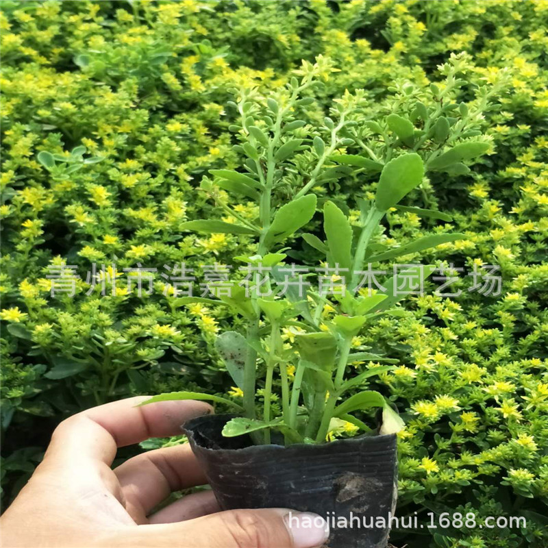 三七景天八宝景天大量上市盆栽成活率高优惠多多