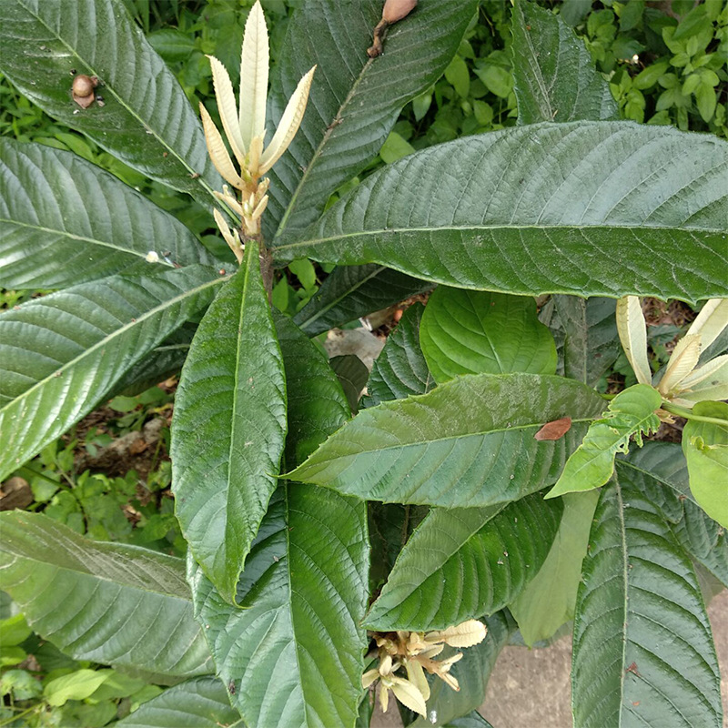 新鲜野生枇杷叶 琵琶叶 农家自产原生态中药材黄叶药厂用原材料