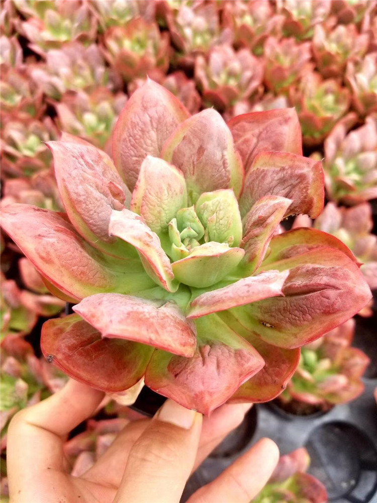 156多肉植物组合大棚批发 狂野男爵单头老桩盆11cm多肉品种