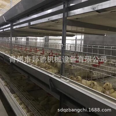 鸭笼肉鸭笼养鸭设备全自动养鸭设备全自动肉鸭笼养设备