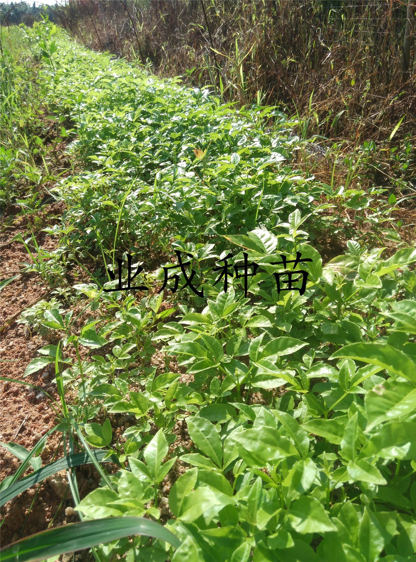 三叉苦种子 三丫苦 以及出售三叉苦苗 三丫苦苗 经济药材种苗