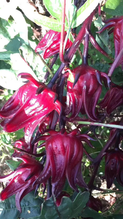 农家洛神花 250g 一袋 玫瑰茄干花 东山特产 产地直发