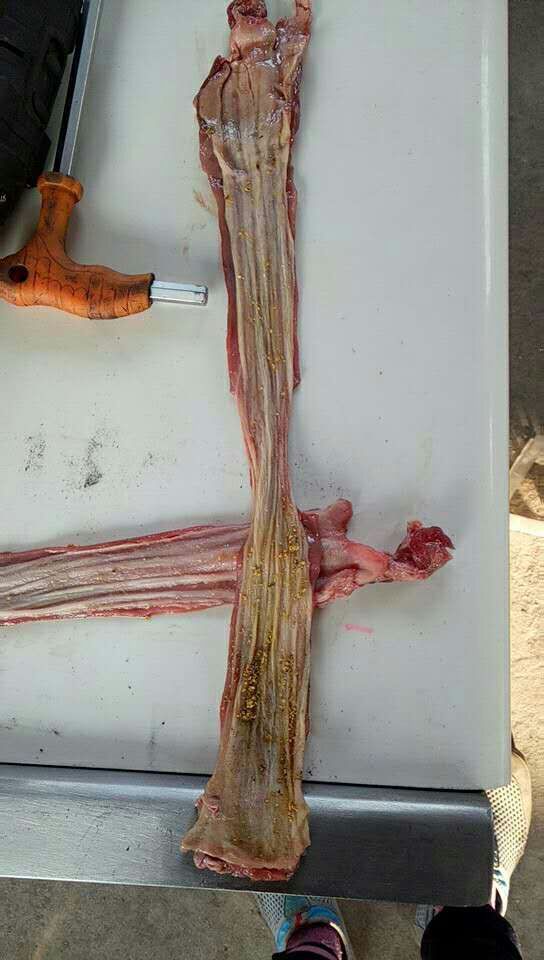 猪食管剖开机器 鲜的猪食管剖切机 厂家报价
