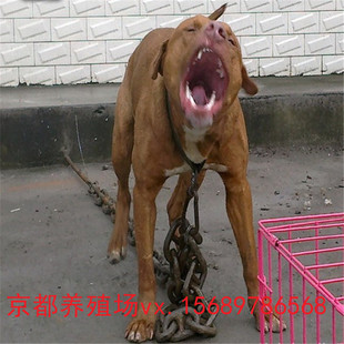 纯系阿德曼比特犬 鳄鱼血统比特犬 养狗场繁殖优质比特犬幼犬活体