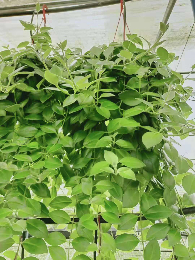 【基地直销】观叶植物花卉小盆栽垂吊藤蔓 绿植绿墙专用180口红花