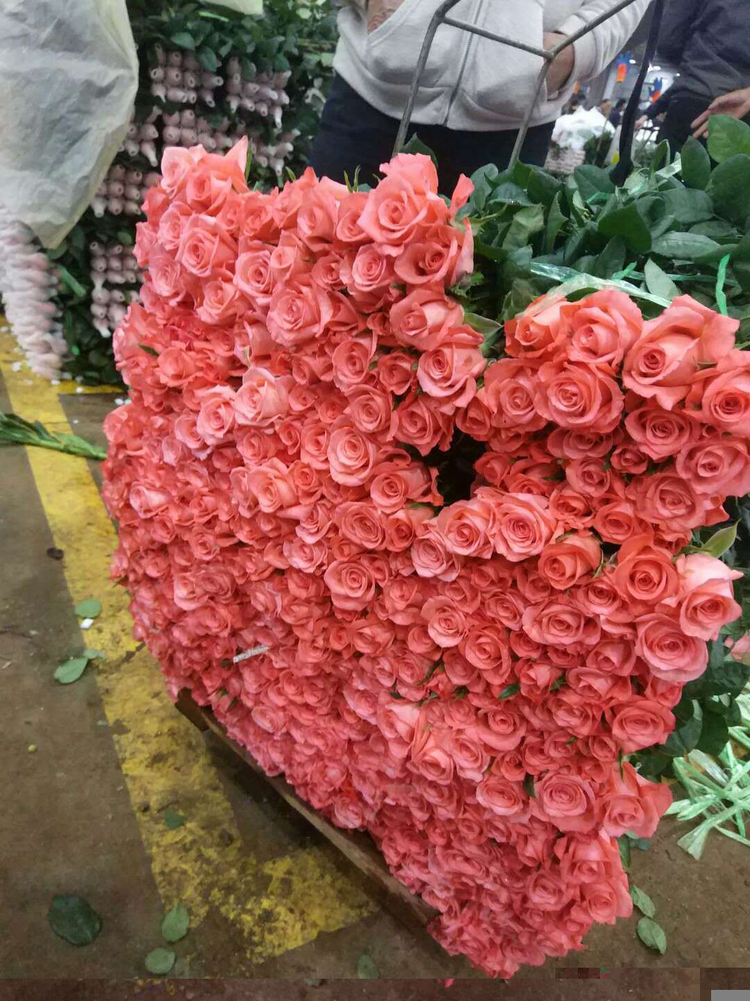 云南昆明鲜花基地 影星玫瑰花卉 四季开花绿化工程月季玫瑰苗批发