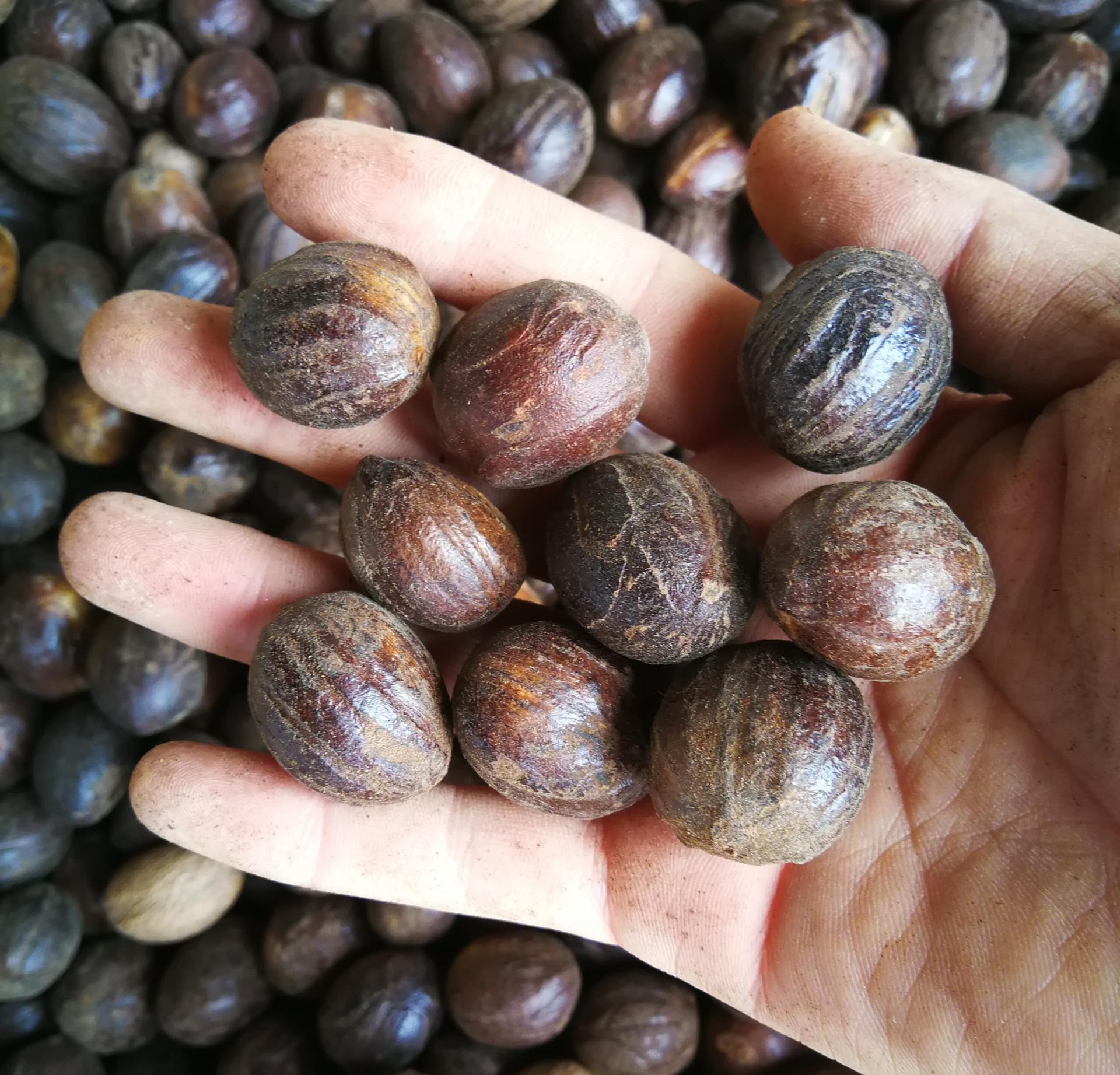 产地直销质圆香果 精选圆香果散装肉豆寇 圆香果 另有长香果