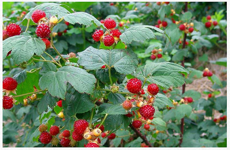 新鲜野生树莓鲜果大量批发 现采现摘瑞泰野生浆果粉红树莓水果