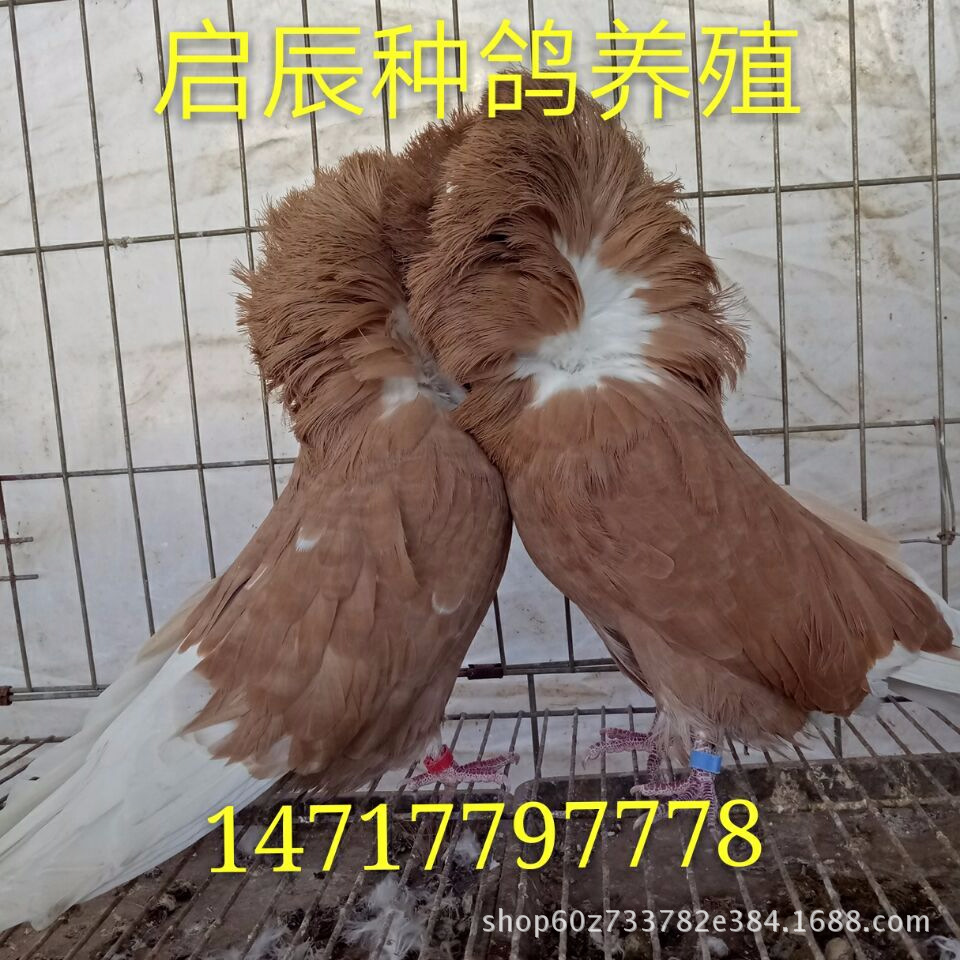 邹平县黑元宝鸽出售价格 盐城有没有观赏鸽养殖场