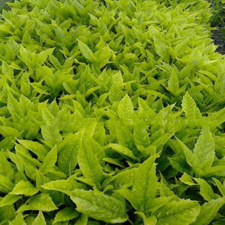 批发洒金珊瑚绿植工程树木绿化花木花台路边园林点缀灌木