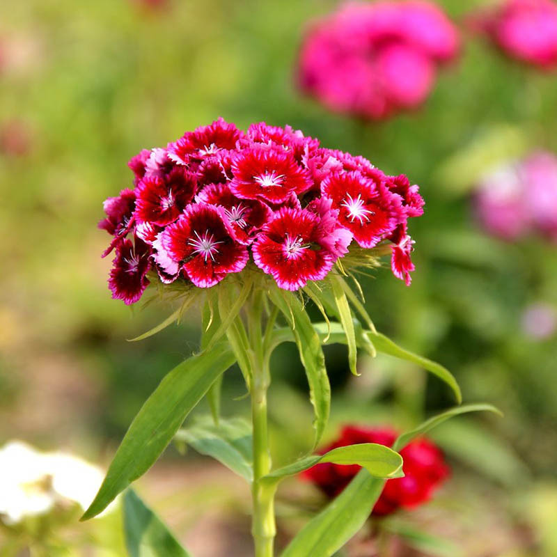 欧石竹初吻花种花籽五彩石竹花籽盆栽美国石竹欧石竹草坪常夏石竹