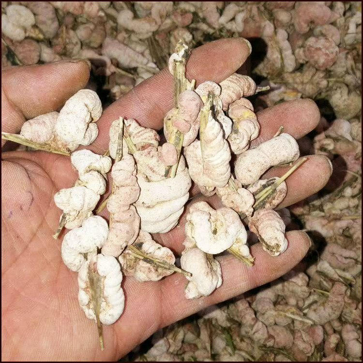 供应竹花竹黄苦竹花批发零售各种中药材竹花