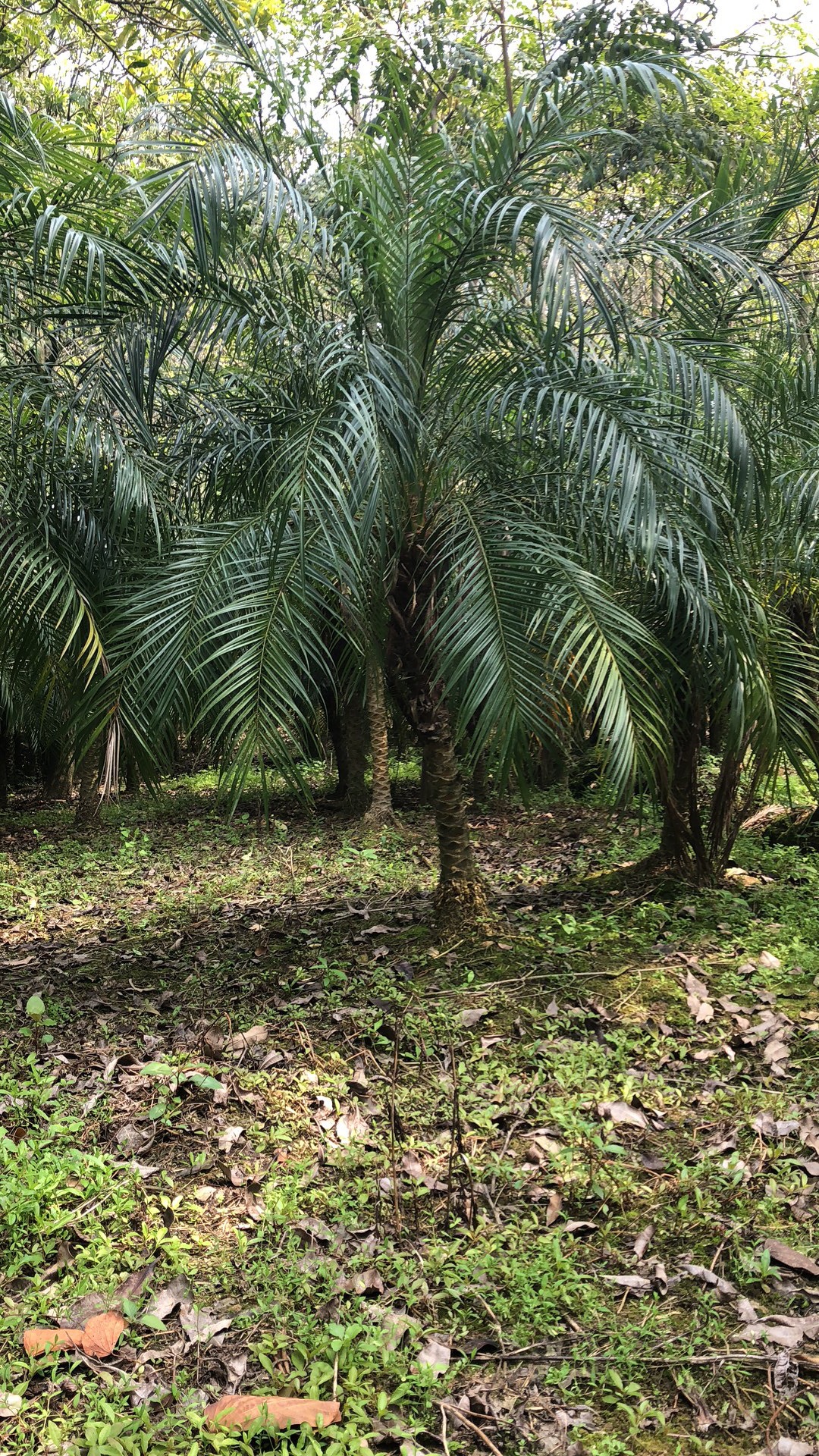 基地直销活棕榈美丽针葵苗 美丽针葵树 庭院绿化景观行道树