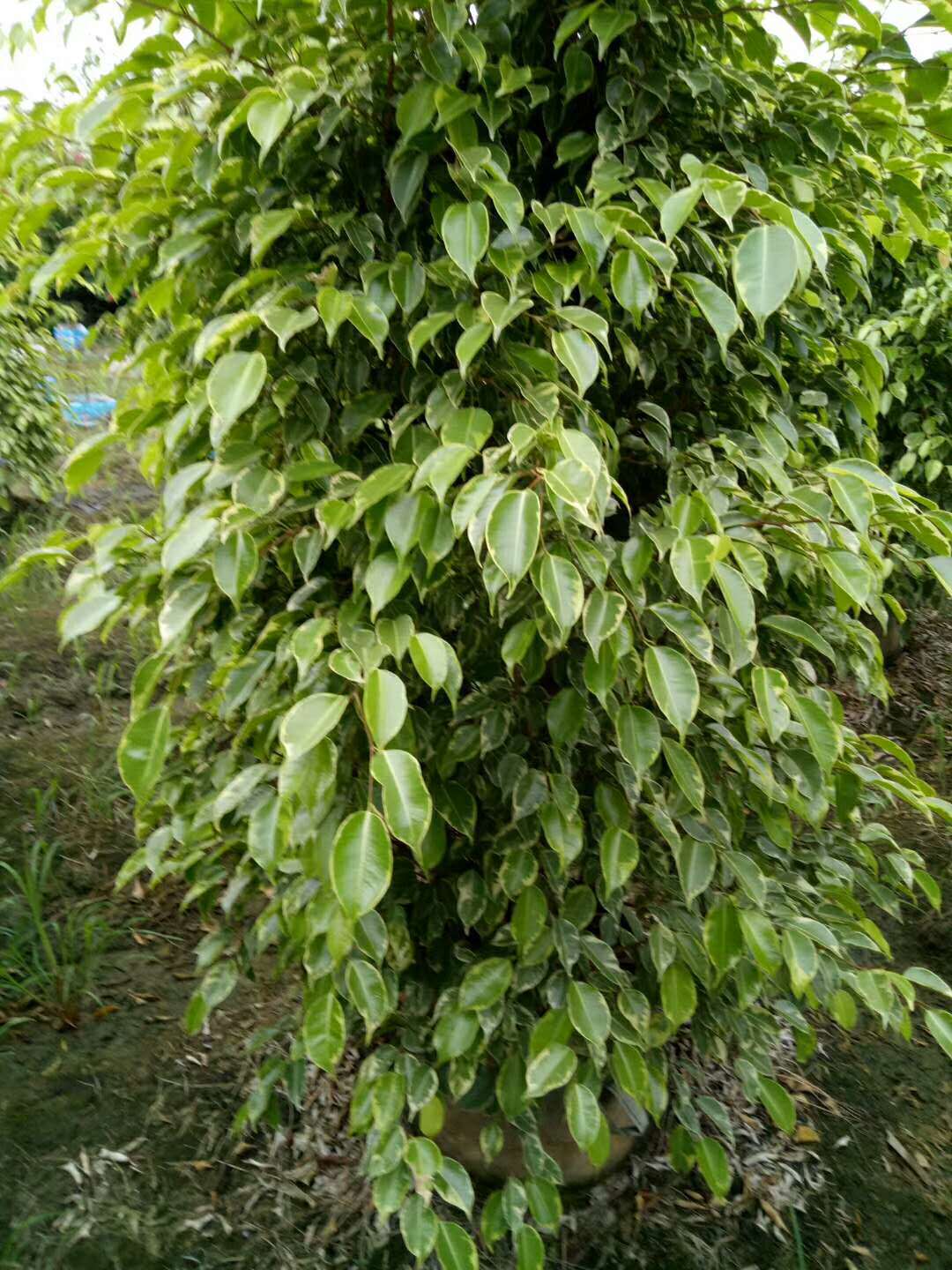 厂家直销 四季常绿性植物室内外观赏性植物 花叶垂叶榕可批发