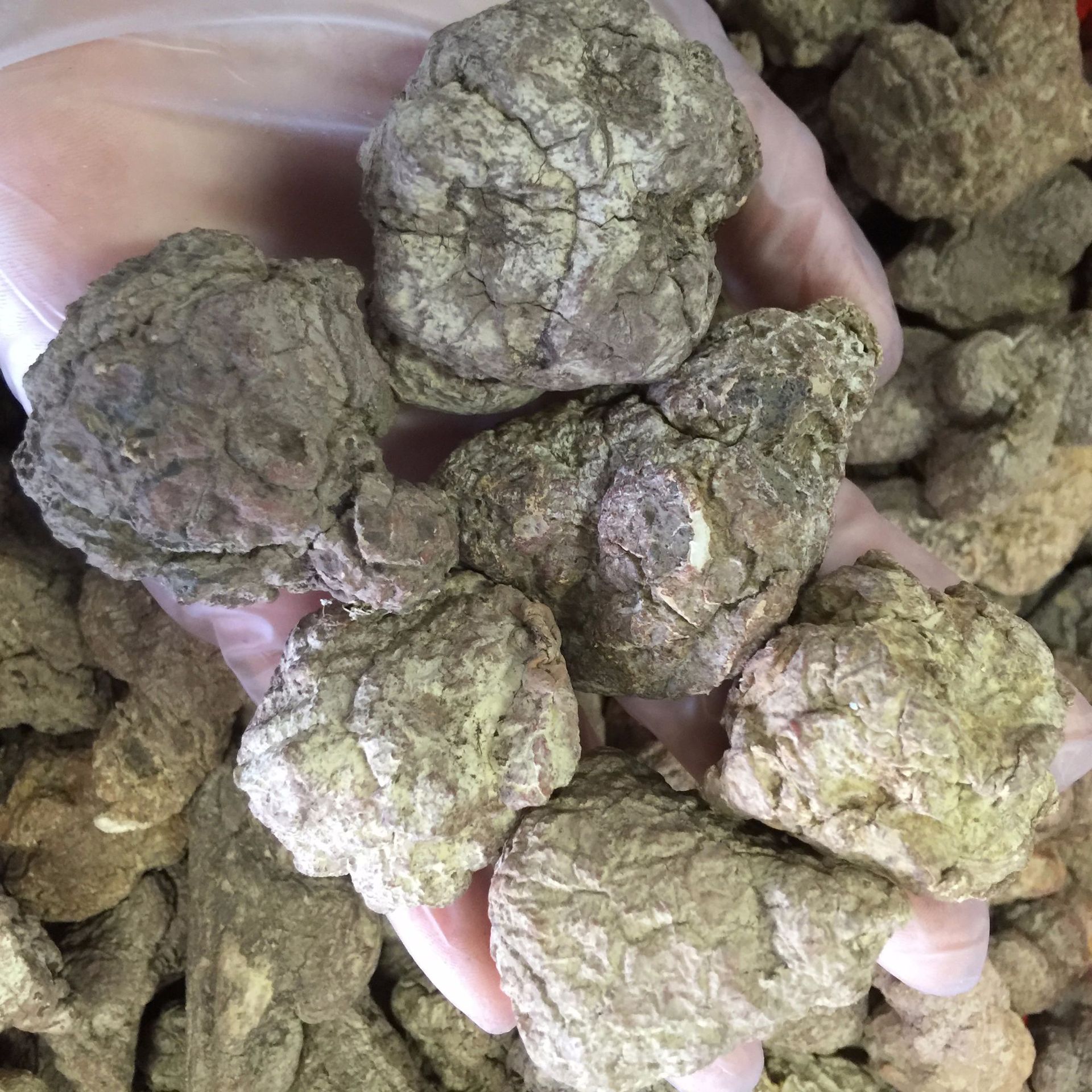 【虎乳菌/虎奶菌】虎奶菇中文名菌核侧耳,虎乳菌,虎乳灵芝