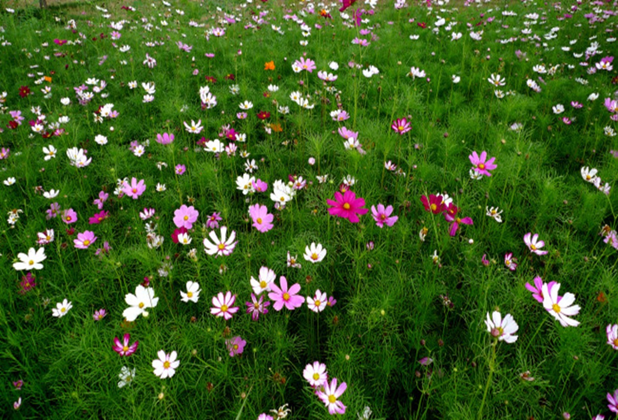 怎样营造花海景观?观赏草花栽培和种植说明