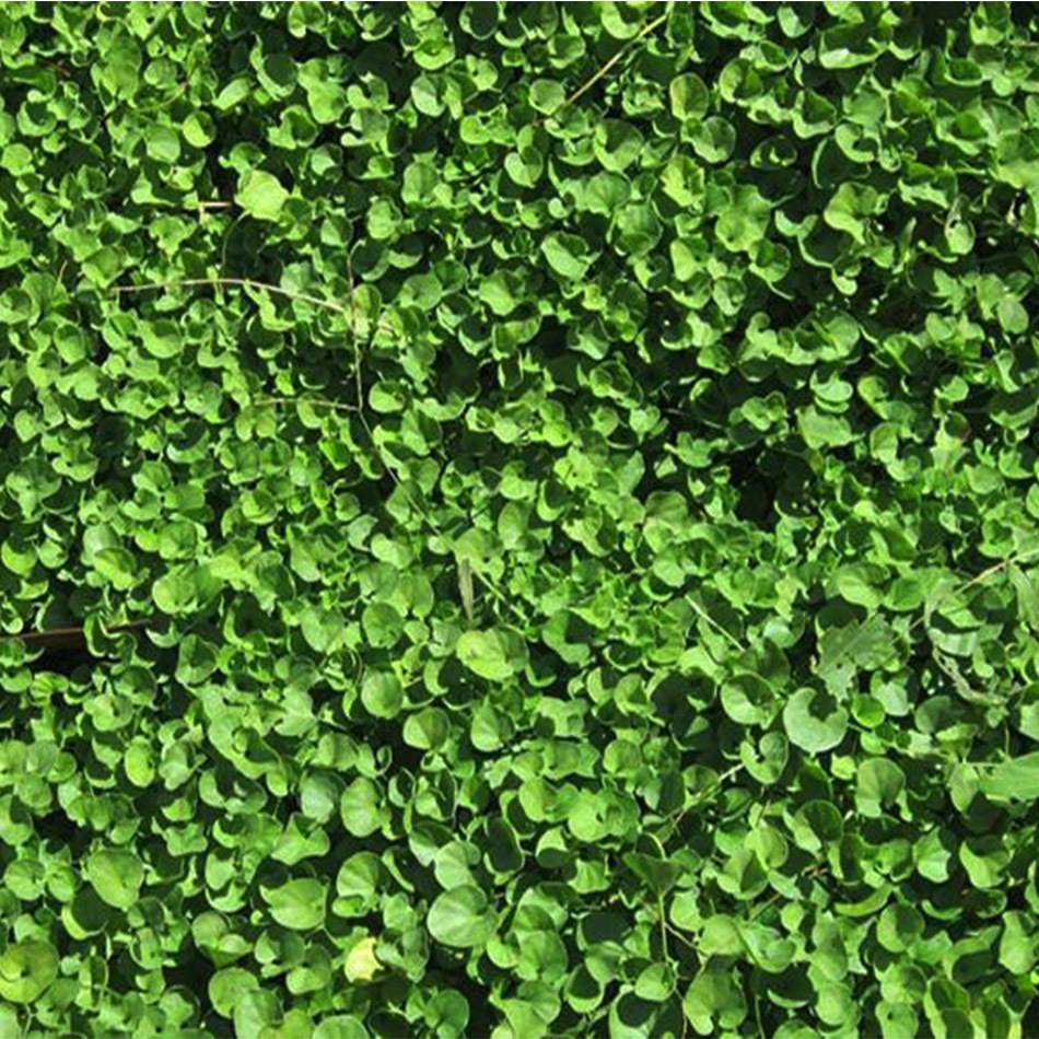 马蹄筋 草种子 草坪种子 工程绿化 四季常青 成活率高