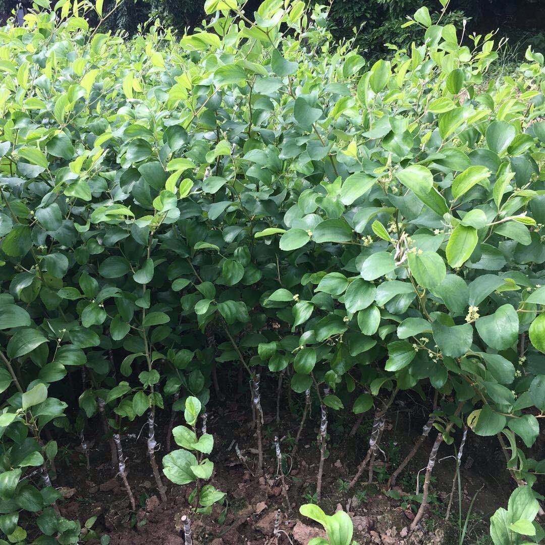 农场果树苗木批发台湾青蜜枣苗盆栽脆蜜枣树苗根系发达树体健壮