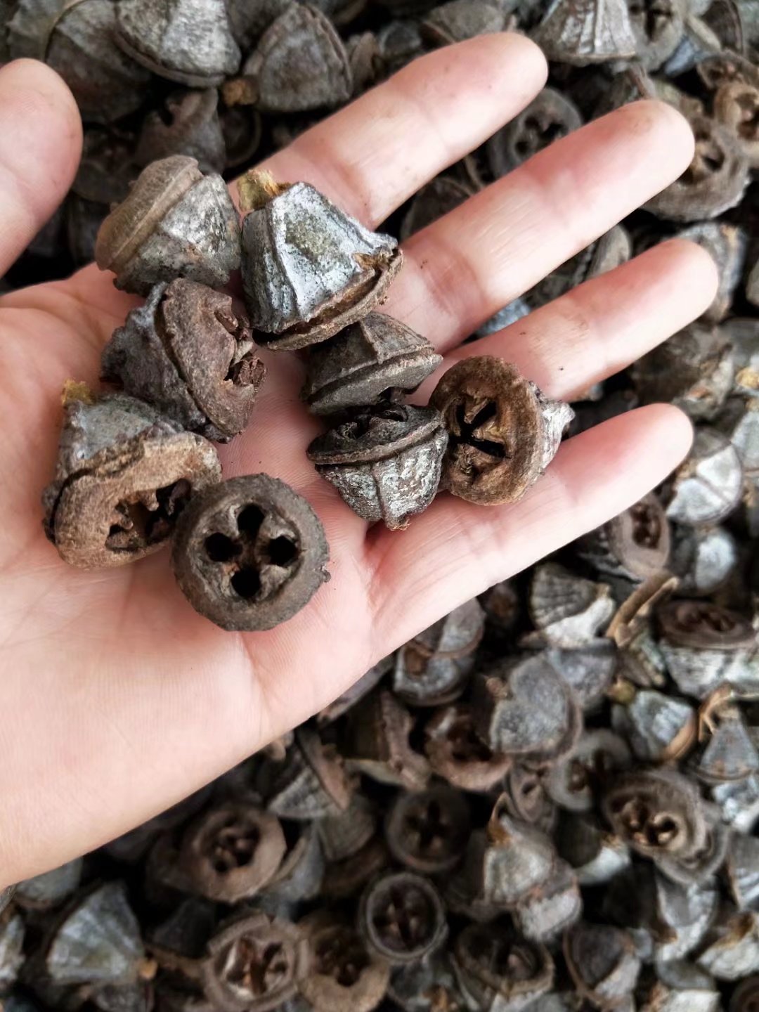 批发中药材一口钟每件500克