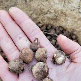 5%批发独角莲种球滴水参天南星野芋白附子禹白附疔毒豆芋叶半夏新种