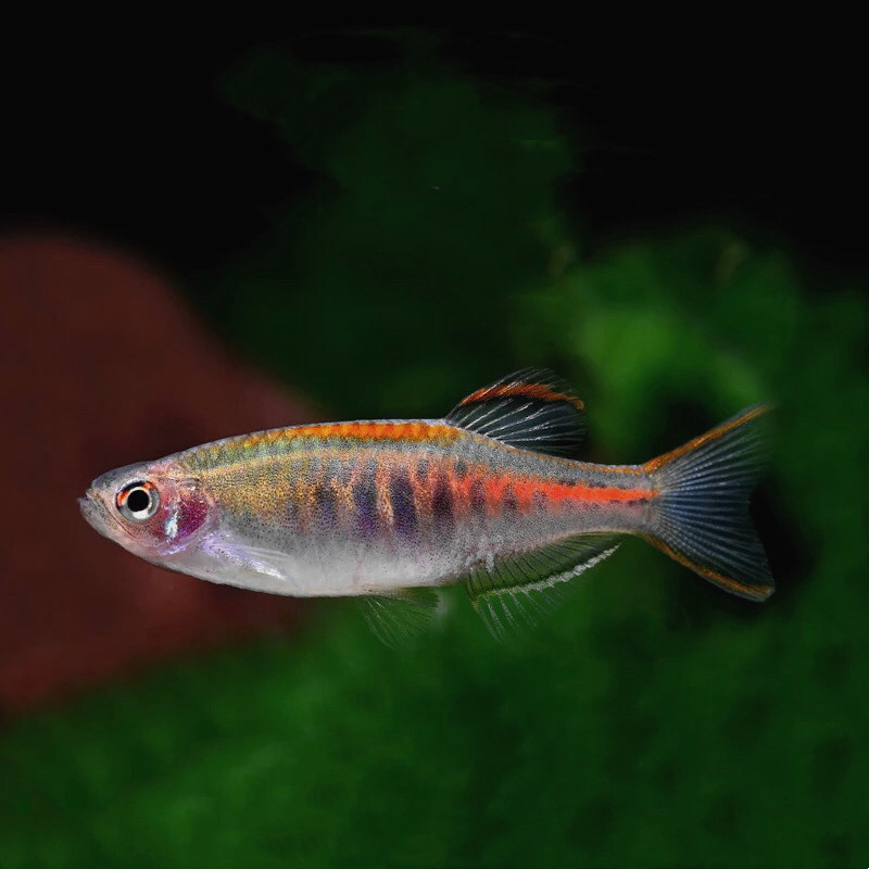 热带观赏鱼批发虹带斑马红带斑马鱼小型鱼灯科鱼群游鱼活体包活