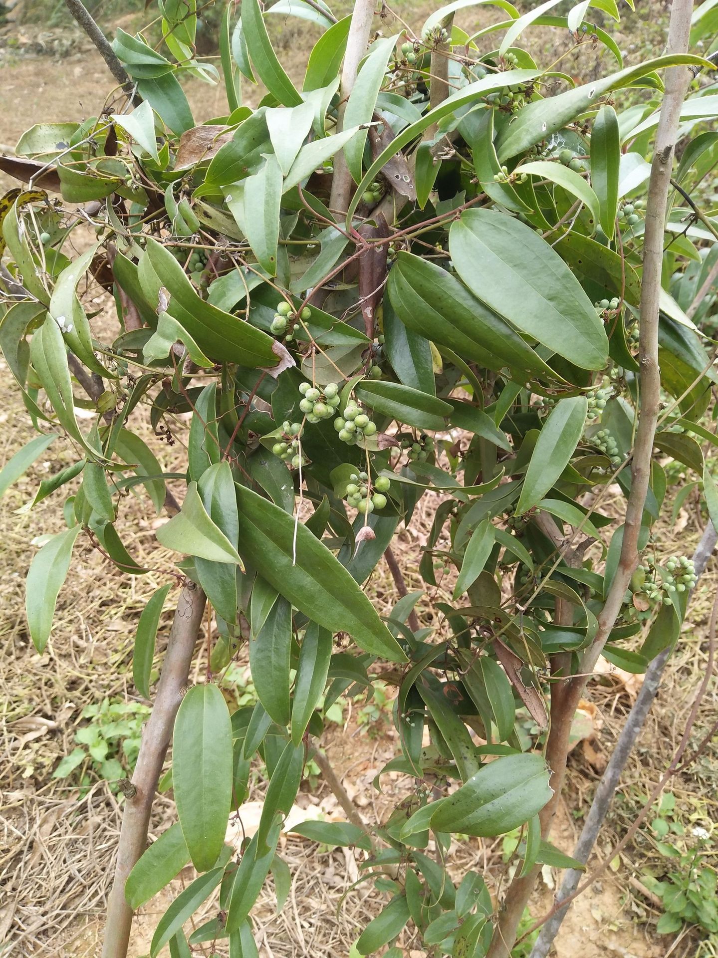 茯苓粉末显微镜特征图,小茴香粉末显微特征图_大山谷图库